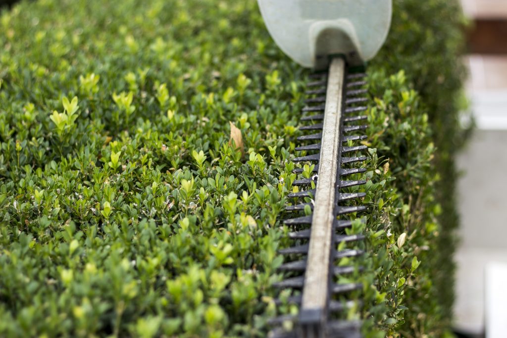 Marbella Hedge Trimming Service